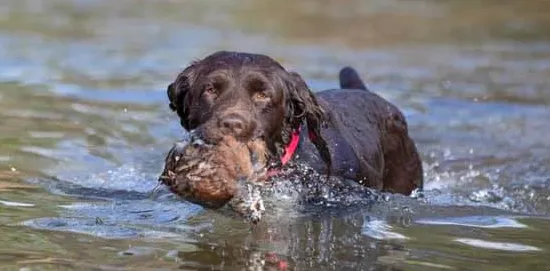 Georgia Quail Hunting Dog